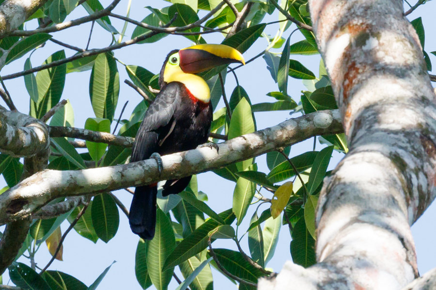 Black-mandibled Toucan