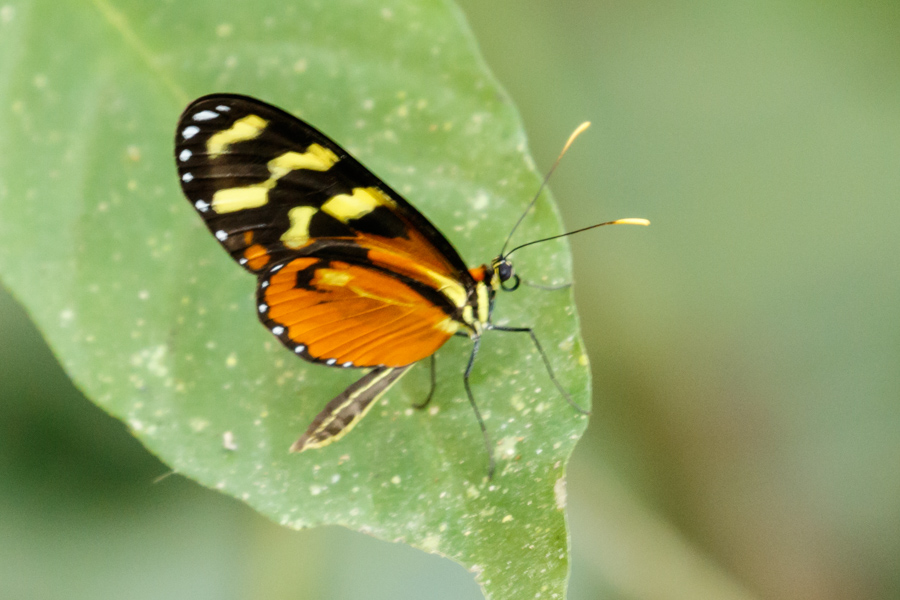 Mechanitis Polymnia Isthmia