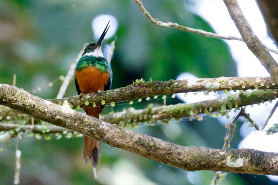 Rufous-tailed Jacamar