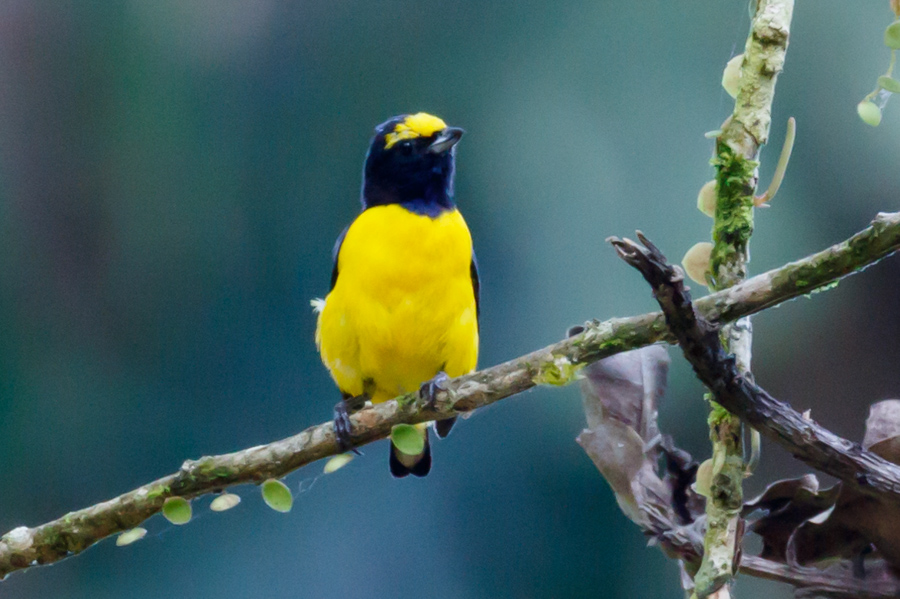 Scrub Euphonia