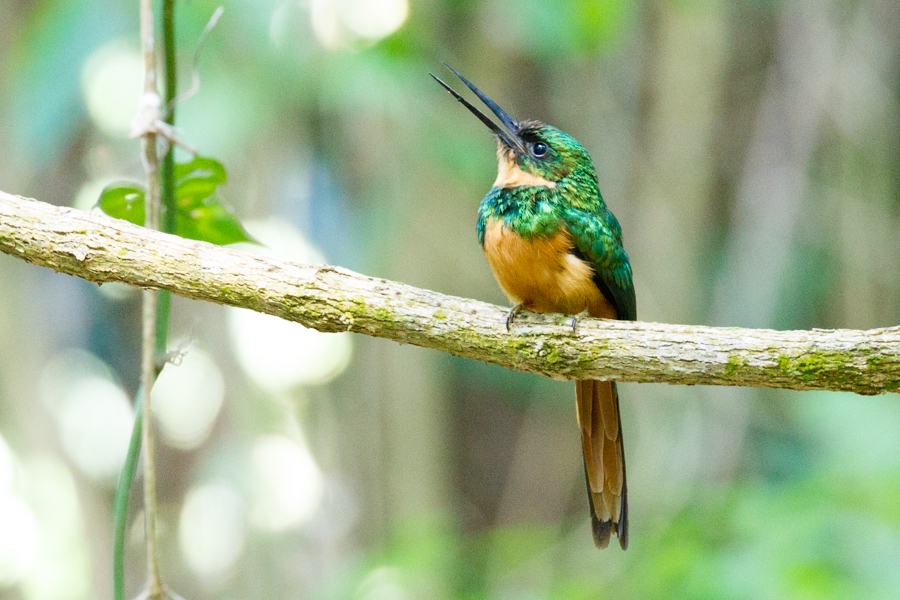 Rufous-tailed Jacamar