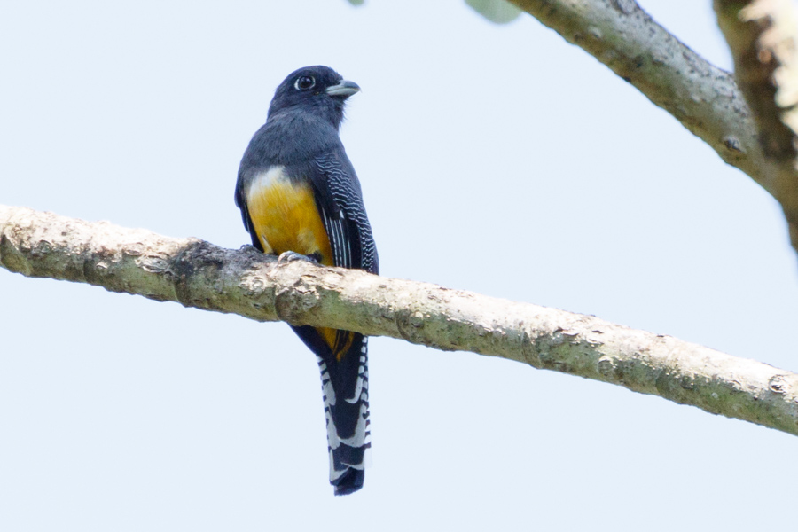 Gartered Trogon