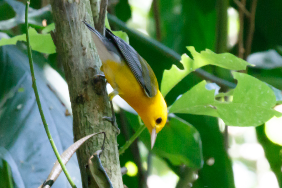 Prothonotary Warbler