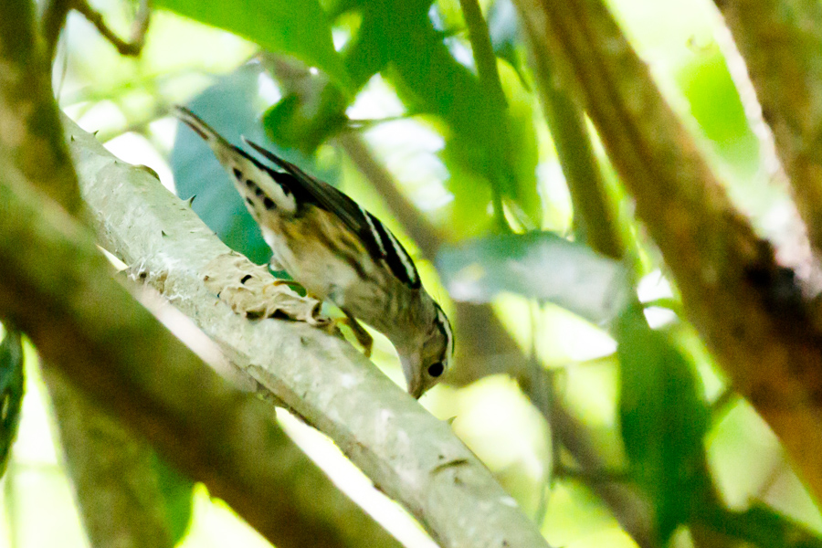 Black-and-white Warbler