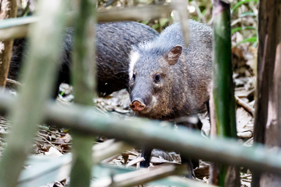 Collared Peccary