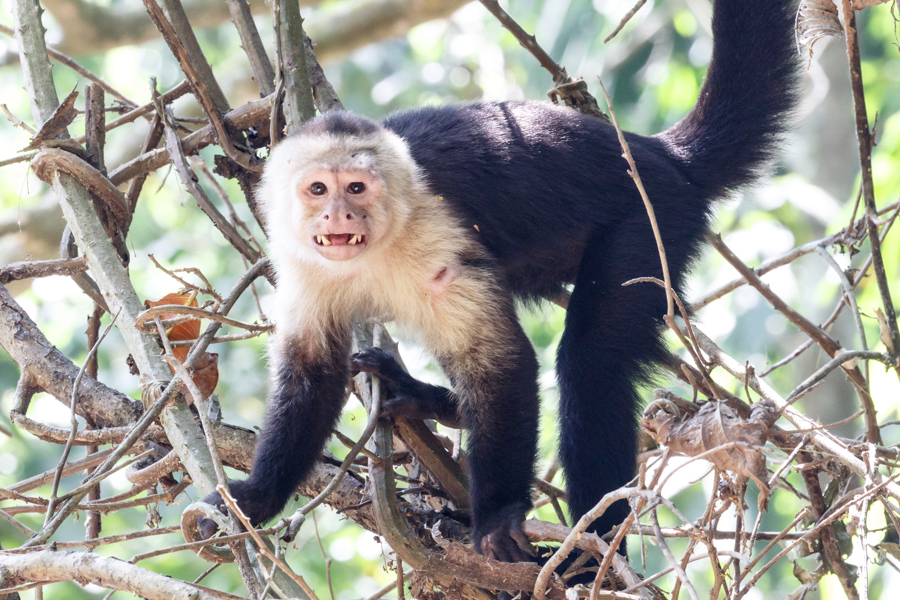 Capuchin Monkey