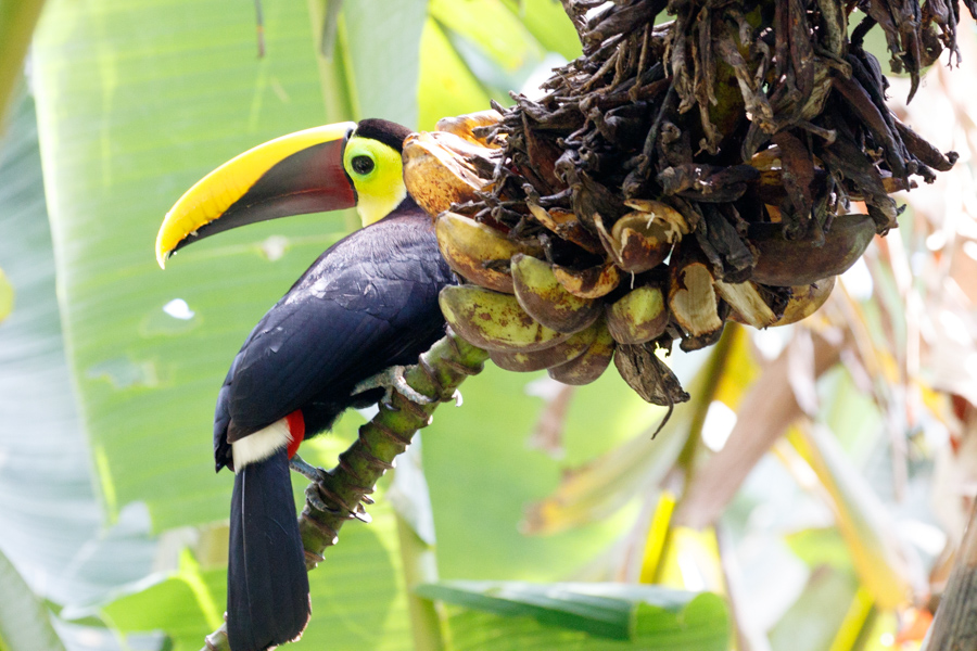 Black-mandibled Toucan