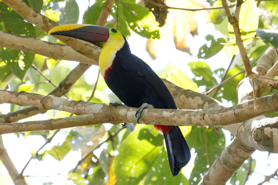 Black-mandibled Toucan