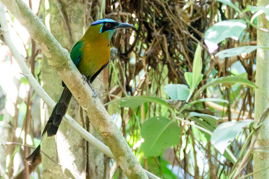 Blue-crowned Motmot