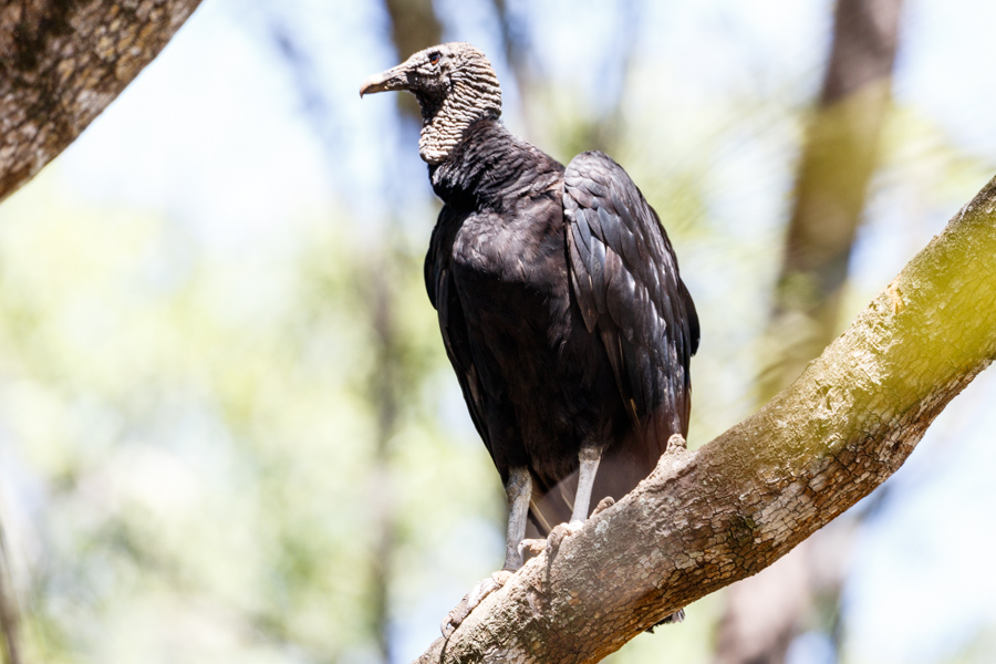 Black Vulture