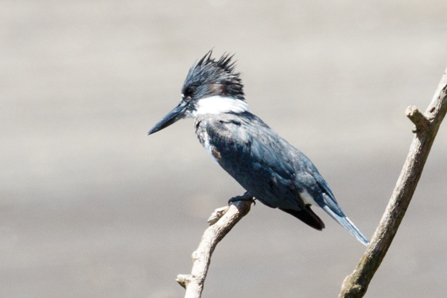 Amazon Kingfisher