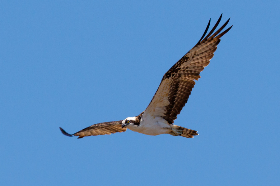 Osprey