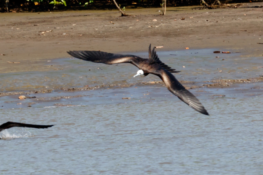 Magnifcent Frigatebird