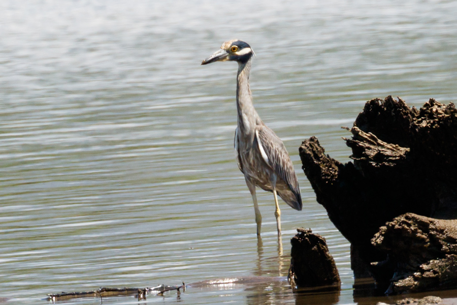 Yellow-crowned Night Heron