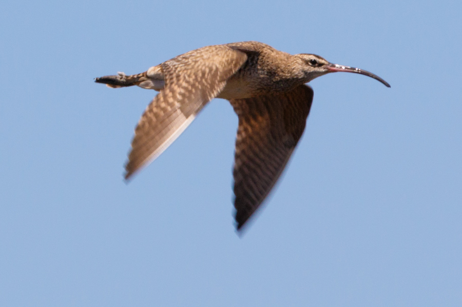 Whimbrel