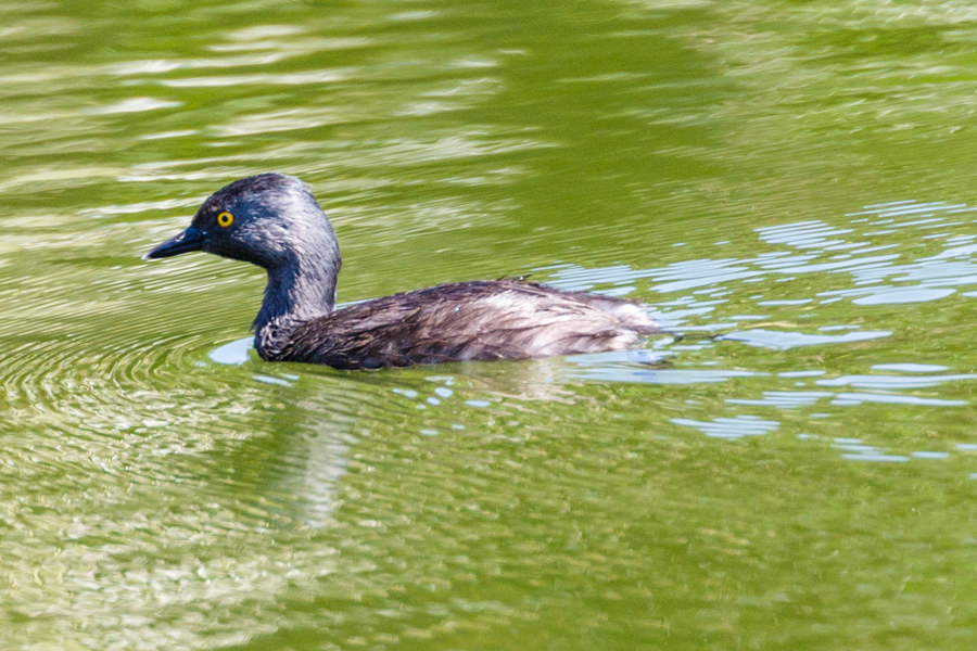 Least Grebe