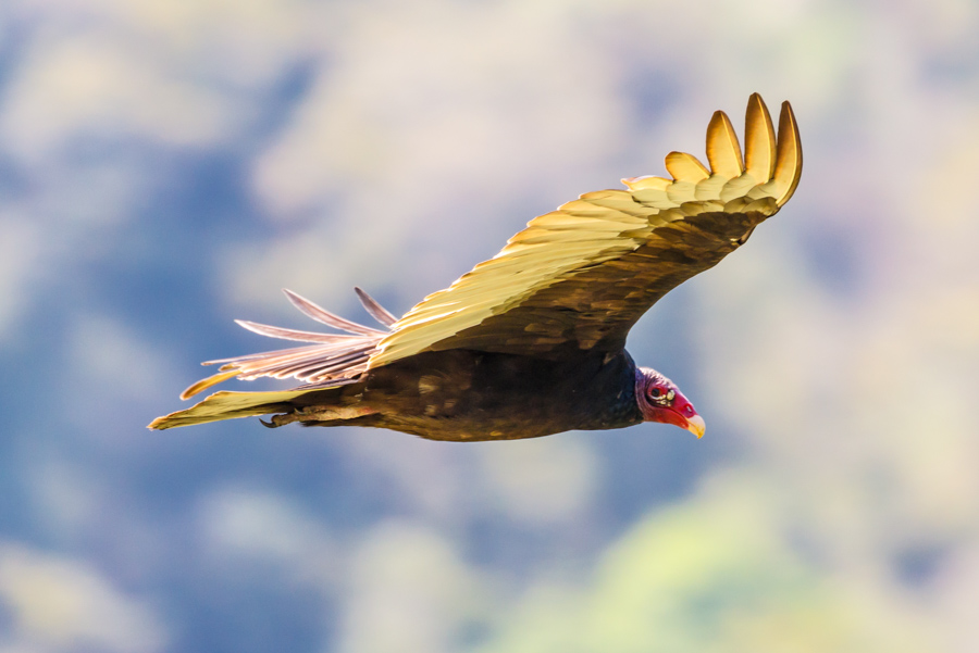 Turkey Vulture