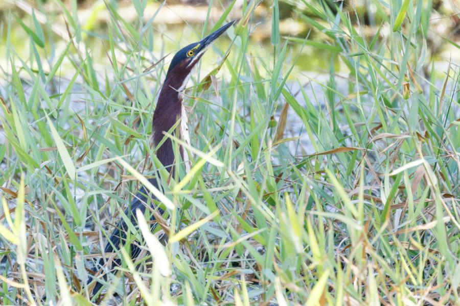 Green Heron