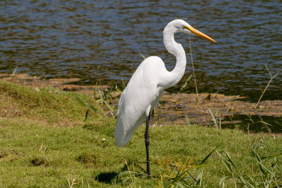 Great Egret