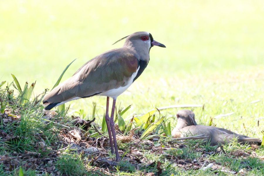 Southern Lapwing