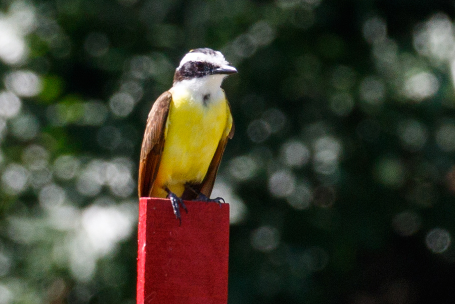 Boat-billed Flycatcher