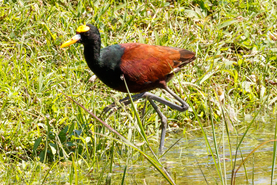 Northern Jacana