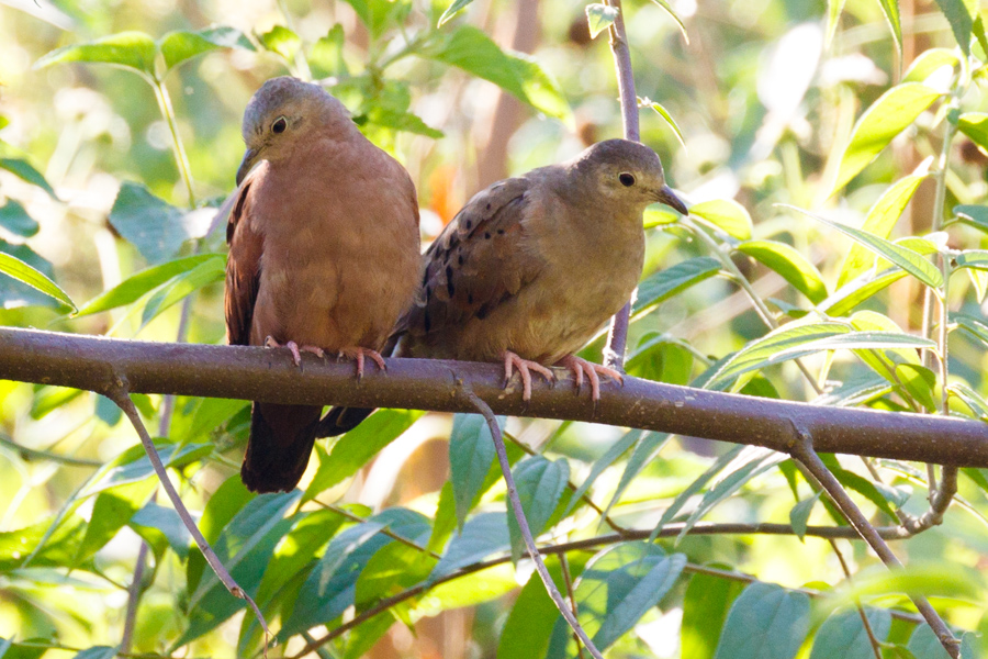 Ruddy Ground-Dove