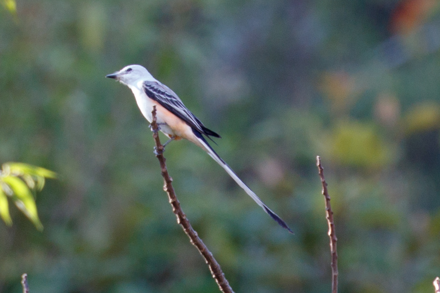 Scissor-tailed Flycatcher