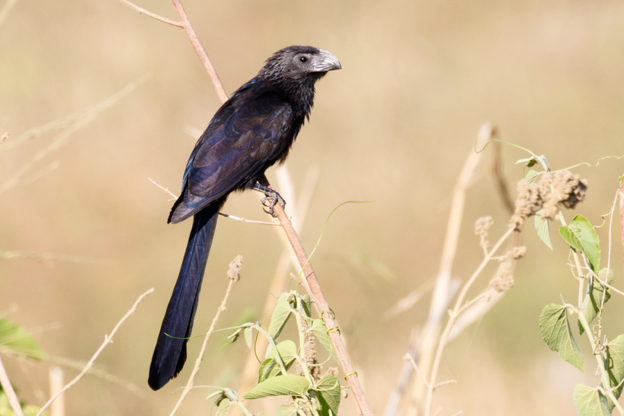 Groove-billed Ani