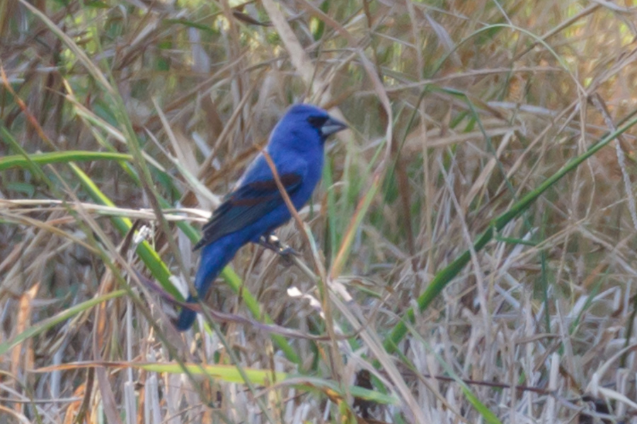 Blue Grosbeak