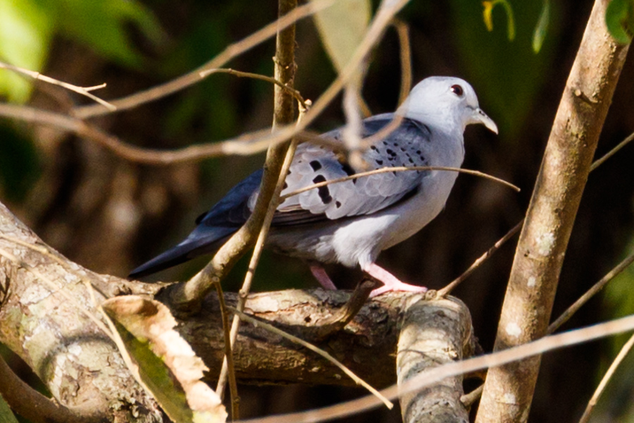 Blue Ground-Dove