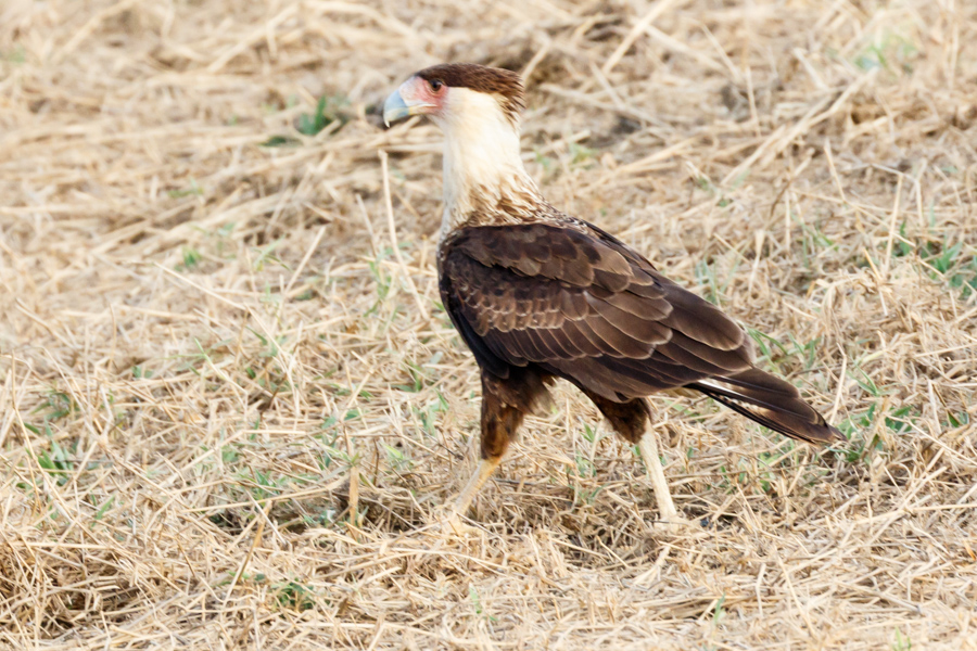 Crested Caracara