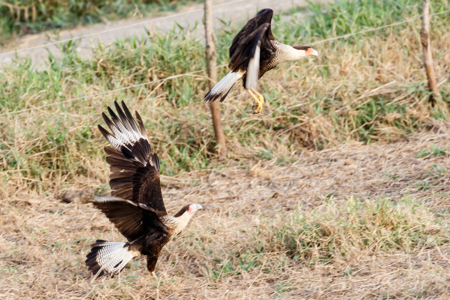 Crested Caracara