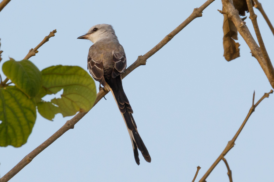 Scissor-tailed Flycatcher