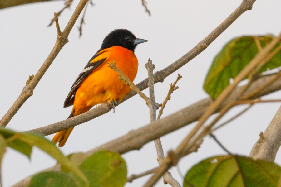 Baltimore Oriole