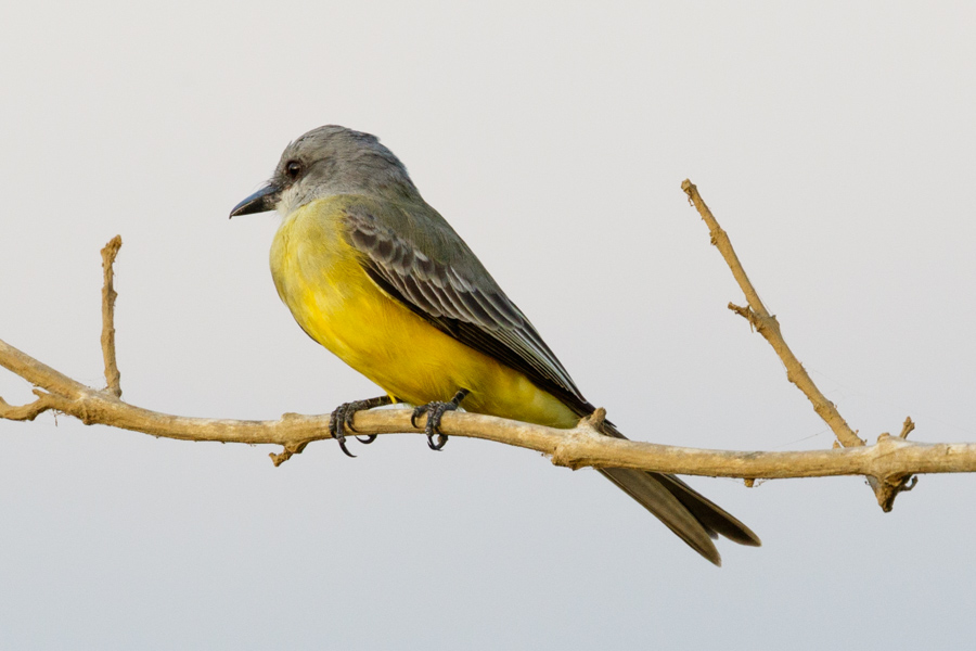 Tropical Kingbird