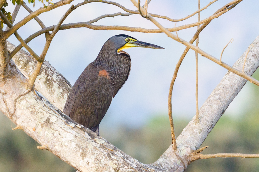 Bare-throated Tiger-Heron