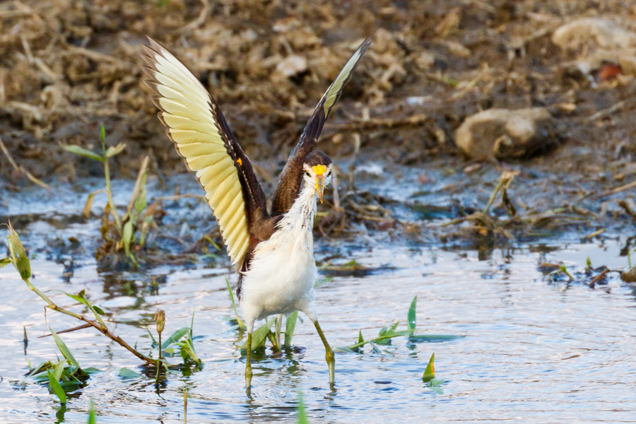 Northern Jacana