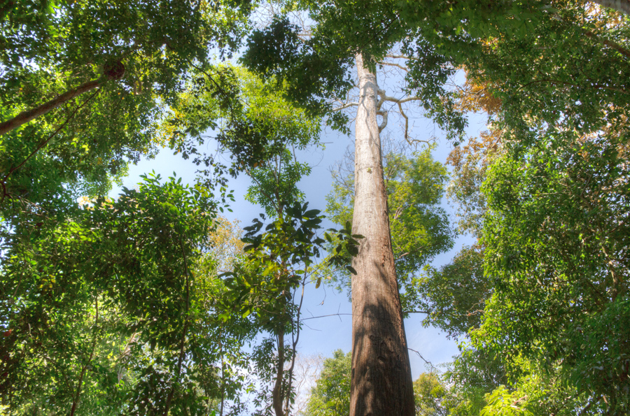 Big Bellied Kapok Tree