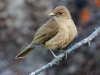 Clay-colored Thrush