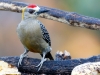 Hoffman's Woodpecker