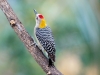 Hoffman's Woodpecker