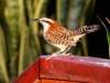 Rufous-naped Wren