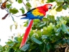 Scarlet Macaw