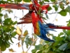 Scarlet Macaw