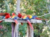 Scarlet Macaw