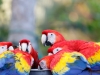 Scarlet Macaw