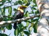 Black-mandibled Toucan