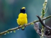 Scrub Euphonia