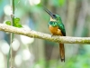 Rufous-tailed Jacamar